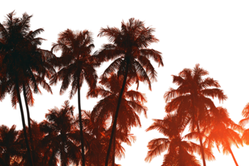 Ocean view with palm tree at sunset isolated on transparent background