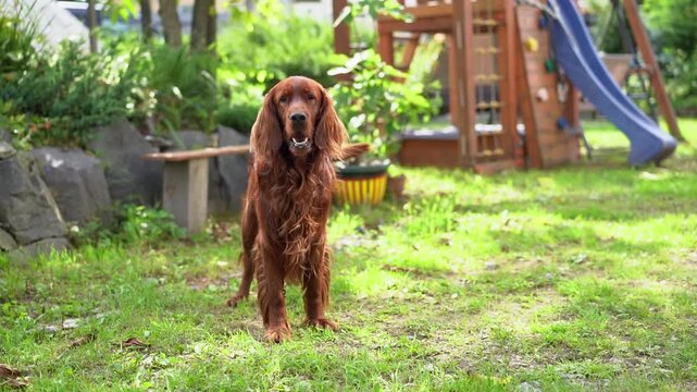 An Irish Setter barks for food. The owner feeds the dog.