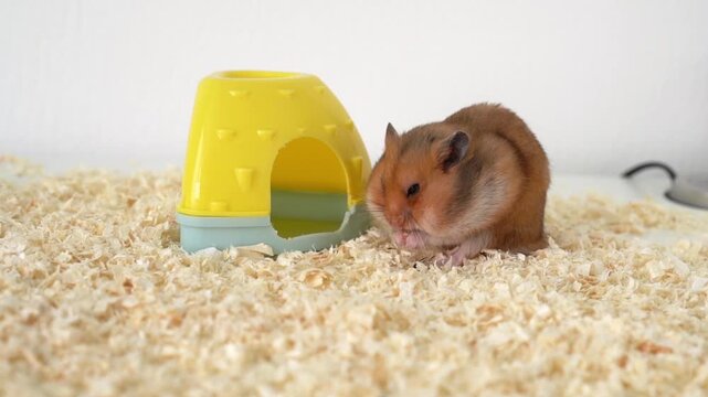 Syrian hamster on a white background. Pet