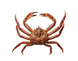 Red spider crabs isolated transparent background