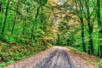 Obraz premium Autumn leaves in foliage season, fall colors