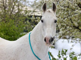 White horse against the background of a blossoming and snow-covered apple tree in spring
