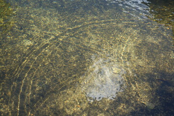water in the river