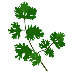 Parsley