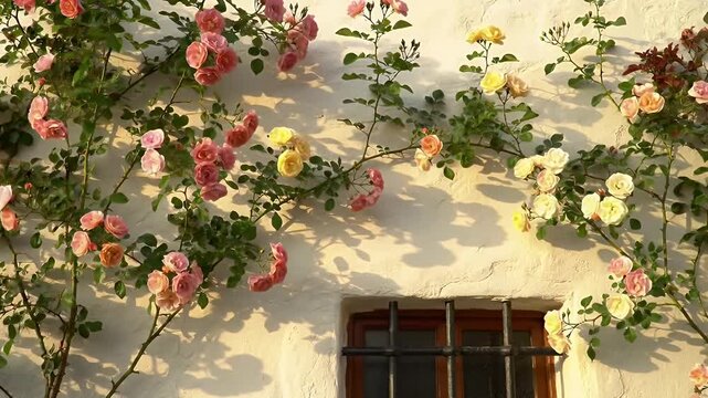 A sunlit wall covered in climbing roses with pink blossoms near a window