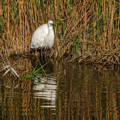 Little egret, Egretta garzetta in the Ornithological park of Pont de Gau in Camargue, France