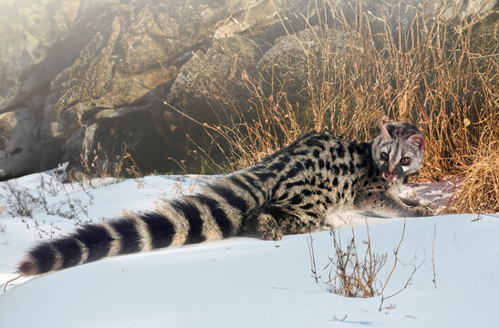 Common genet in nature