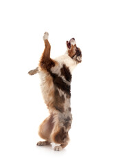 australian shepherd in studio