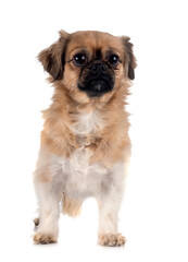 Tibetan spaniel in studio