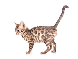 bengal kitten in studio © cynoclub