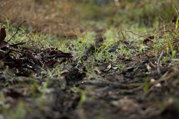 Close-up of a narrow dirt path with new green grass and dry leaves on moist soil, highlighted by light, creating a sense of depth and journey