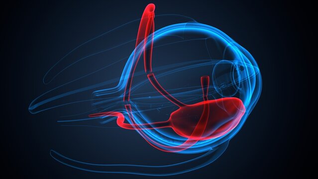 Eye choroid anatomy. 3d illustrations