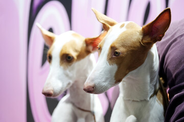 Two dogs of The Ibizan Hound - Podenco ibicenco portrait head photography