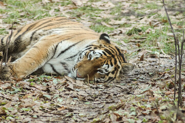 Resting Tiger in Natural Habitat