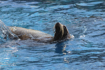 Fototapeta premium sea lion swimming