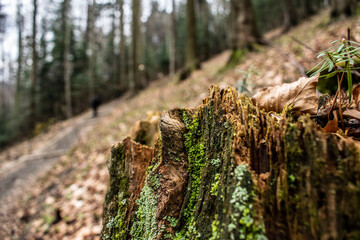 macro photo of tree bark and vegetation on it