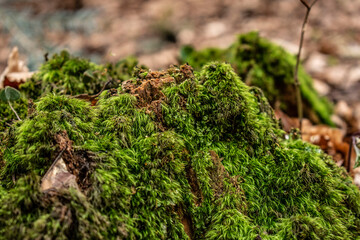 macro photo of tree bark and vegetation on it