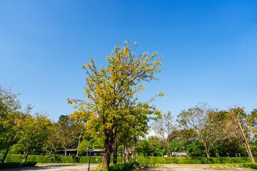 Obraz premium Large trees again blue sky, view from below. green foliage and leaves.