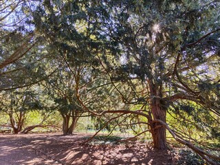 Fototapeta premium Ancient yew trees with spreading branches in a park - The Palace Garden, Malmo