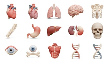 Stunning collection of stylized 3D human anatomy icons perfect for medical presentations and health education materials