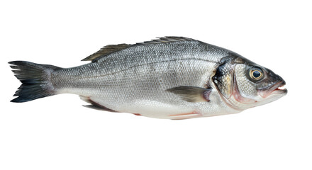 Whole fresh European sea bass, vibrant silver scales, dark grey back, clear eyes, isolated on a transparent background with copy space, studio shot, high-key lighting. Concept for premium seafood