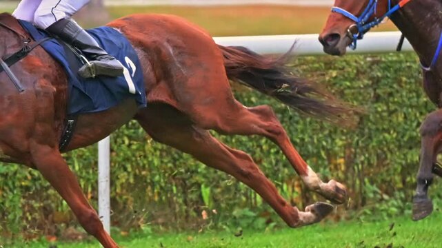 Horses sprint across a green racetrack in slow motion as gentle light reveals their powerful muscles and flying blades of grass.