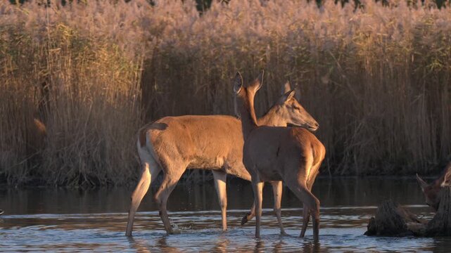 Red deer herd moves slowly through shallow lake water among reeds with warm orange sunset light reflecting on the surface.