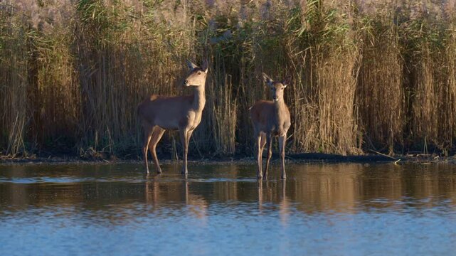 Red deer herd wading in calm lake during sunset with detailed close view of skin texture and water reflections in warm light.
