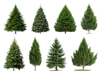 PNG Variety of evergreen tree illustrations, element set on transparent background