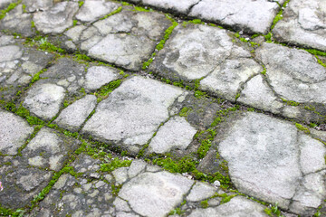 Gaps in the surface of paving blocks covered in green moss