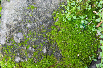Stone surface with green moss. Moss texture background