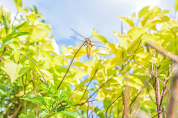 A vibrant dragonfly rests on a slender plant stem surrounded by lush yellow foliage, illuminated by soft sunlight filtering through a cloudy sky above, showcasing nature's beauty