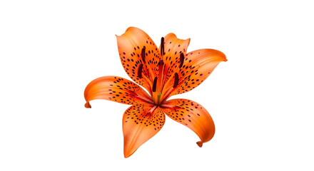 Vibrant orange tiger lily flower with black spots and stamens isolated on a transparent background orange flower
