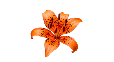 Vibrant orange tiger lily flower with black spots and stamens isolated on a transparent background orange flower