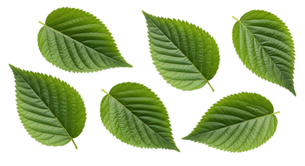 Six vibrant green serrated leaves with prominent veins and stems isolated on a transparent background