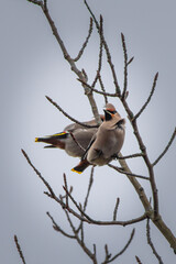 The Bohemian waxwing (Bombycilla garrulus) is a starling-sized passerine bird