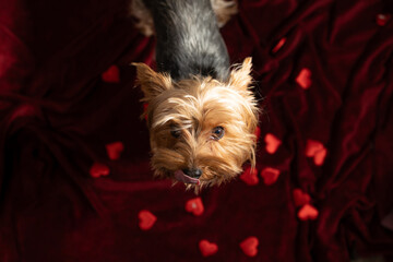 A close up on a small, adorable Yorkshire Terrier dog with a shiny, wet nose. The puppy's tongue is out on a dark red fabric with heart shapes for Valentine's Day.