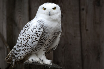 A Snowy Owl sitting on a post.