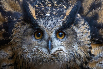 Face of the Eurasian eagle owl (bubo bubo) also known as European Eagle owl.