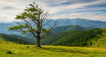 A solitary tree stands on a grassy hill, with rolling green mountains and a cloudy blue sky in the background