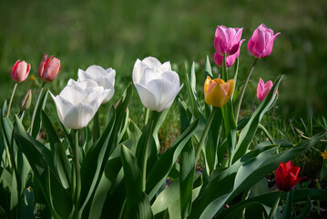 Colorful tulips blooming in lush spring garden with green leaves and soft natural background
