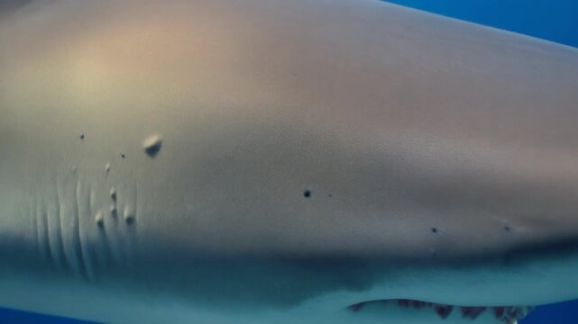 Close-up Of Shark Skin Denticles, Hydrodynamic Texture, Marine Biology, Macro Scale, Nature Armor