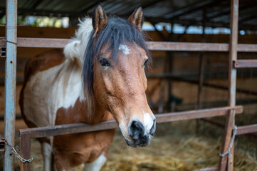 Obraz premium Portrait of a horse from a winter shelter in the forest