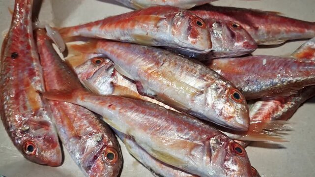Macro-style video footage of fresh red mullet fish arranged on a flat surface, capturing detailed textures, scales, and natural coloration