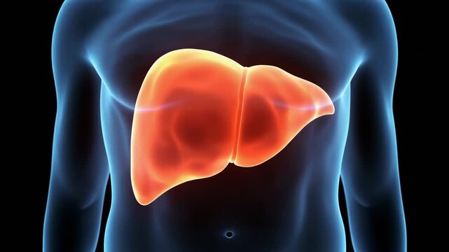 Anatomical animation of the human liver shown in the chest cavity, a vital organ responsible for numerous bodily functions including detoxification and metabolism