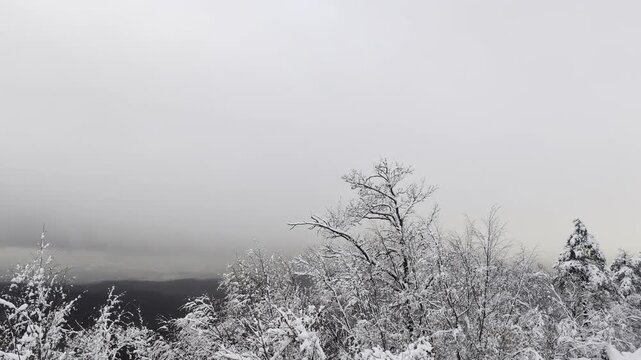 Alberi innevati sulla montagna