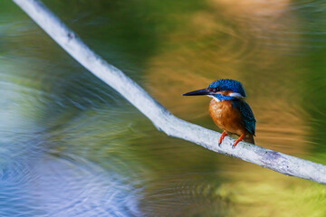Common Kingfisher Alcedo atthis perched above swirling river in evening light reflections