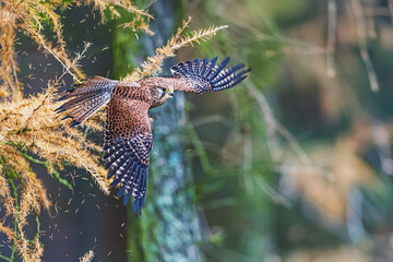 Falco tinnunculus Common Kestrel banking beside larch tree shedding needles in forest