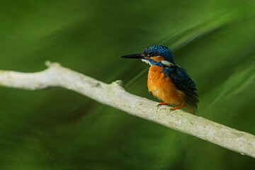 Alcedo atthis kingfisher perched quietly above flowing green river water at sunset