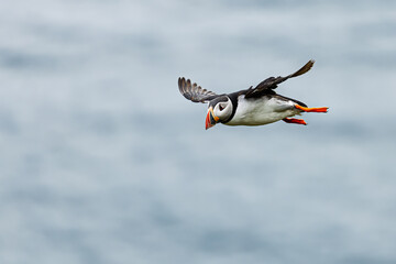 Atlantic Puffin Fratercula arctica flying low above calm grey ocean coastal skies